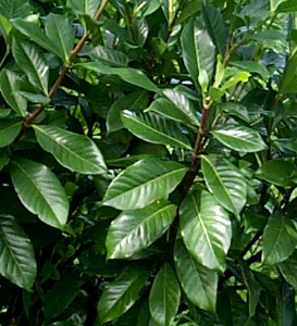 Gardenia jasminoides (Gardenia augusta)