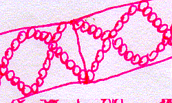 spirogyra