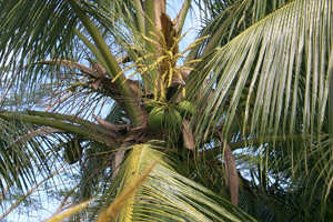 Coconut1.jpg (41213 bytes)