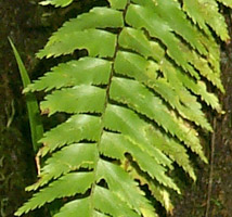 Asplenium polyodon