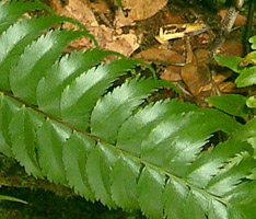 Asplenium polyodon