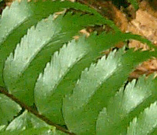 Asplenium polyodon