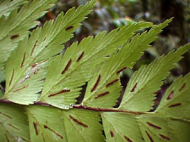 Asplenium polyodon