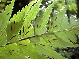 Asplenium polyodon