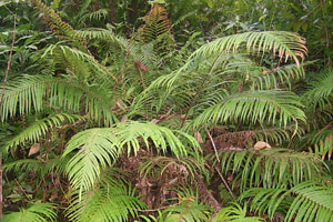 midriba.jpg (42247 bytes)