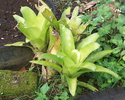 natalia_bromeliad.jpg (28831 bytes)