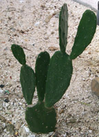 cacti02.jpg (15650 bytes)