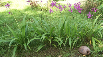 Ground orchid