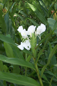 hedychium_coronarium.jpg (24831 bytes)