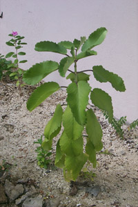 kalanchoe