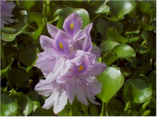 Purple Blooms