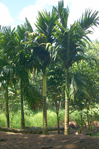 sharon_areca_catechu.jpg (35716 bytes)