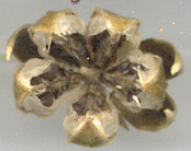 Hibiscus tiliaceus seed pod