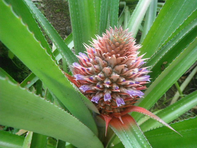 Ananas comosus