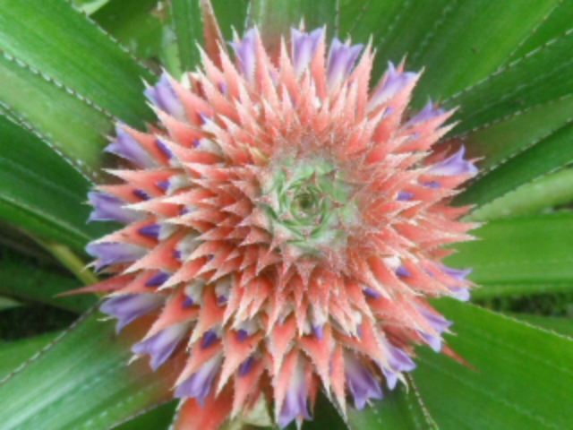 Ananas comosus