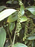 Pohnpei pepper.jpg (9137 bytes)