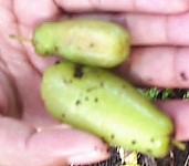 UNK "cucumber fruit tree"