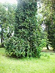 UNK columnar habit tree
