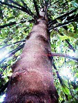 Inside the columar habit tree