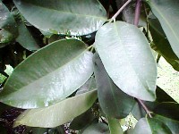 columnar habit tree leaves