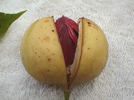 Myristica fragrans fruit