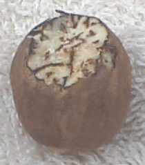 nutmeg_nut.jpg (13246 bytes)