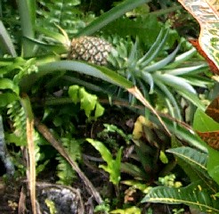 pineapple_toppled.jpg (29978 bytes)