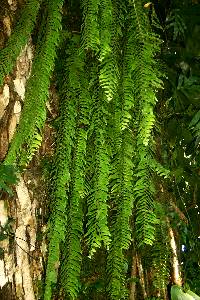 hangingfern06.jpg (23530 bytes)