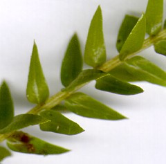 Lycopodium spp.