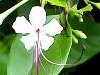 Clerodendrum inerme (ilau), an important medicinal plant of Pohnpei