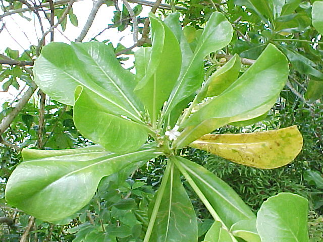 Scaevola taccada