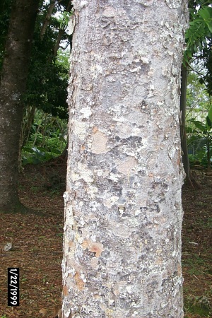 Agathis lanceolata bark