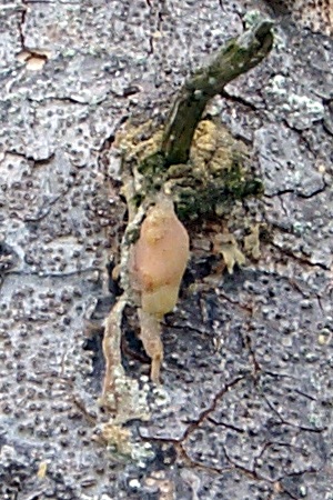 Agathis lanceolata sap