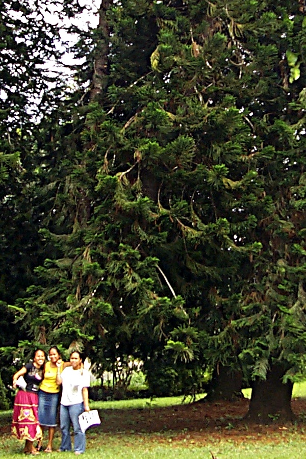 Araucaria columnaris Cook Island Pine