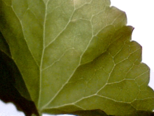 Centella asiatica