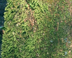 moss