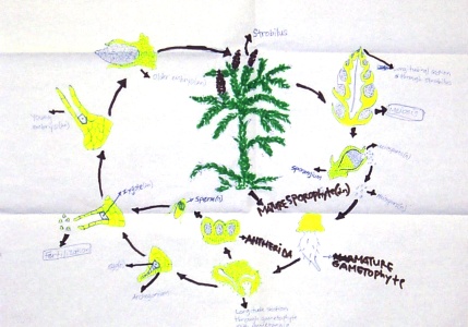 Lycopodium life cycle