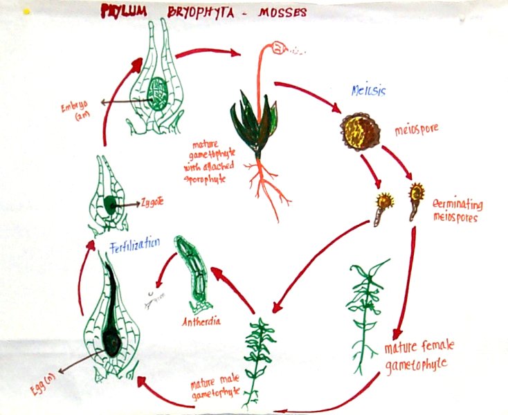 vascular seedless plants life cycle