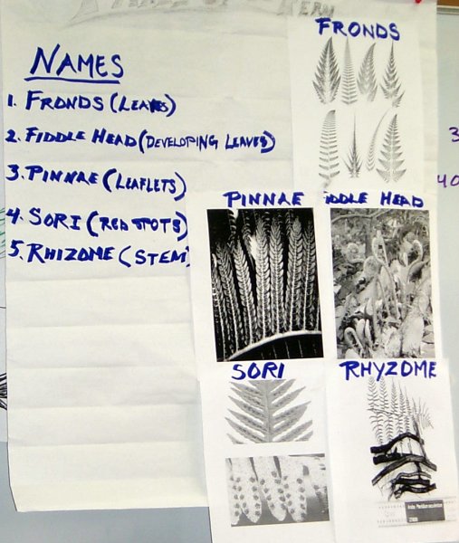 fern morphology