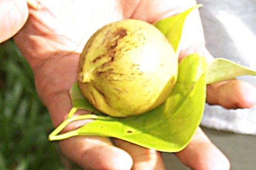 Nutmeg fruit