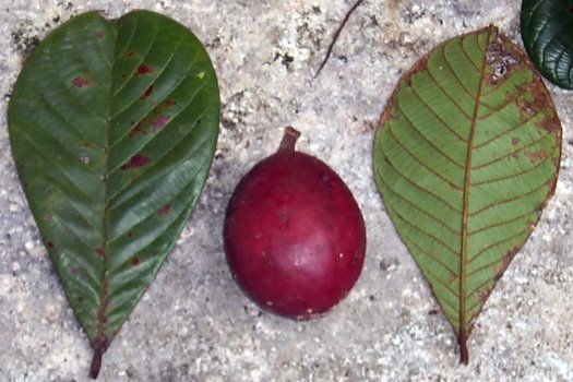 Terminalia carolenensis