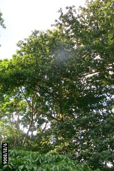 Terminalia carolenensis trees