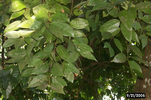 Cinnamomum