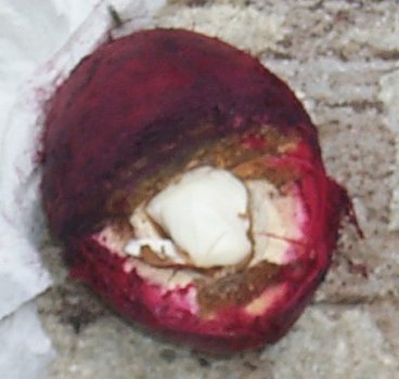 Terminalia carolenensis fruit and nut