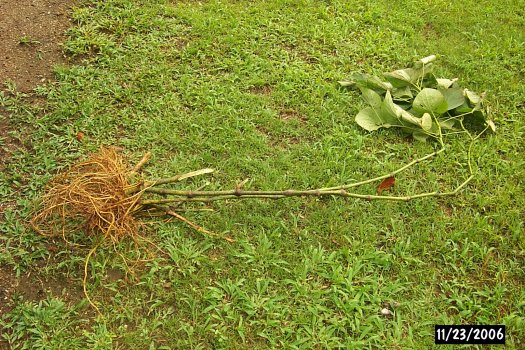 sakau ceremony