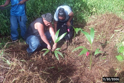 113070billy_ceni_betel_planting.jpg