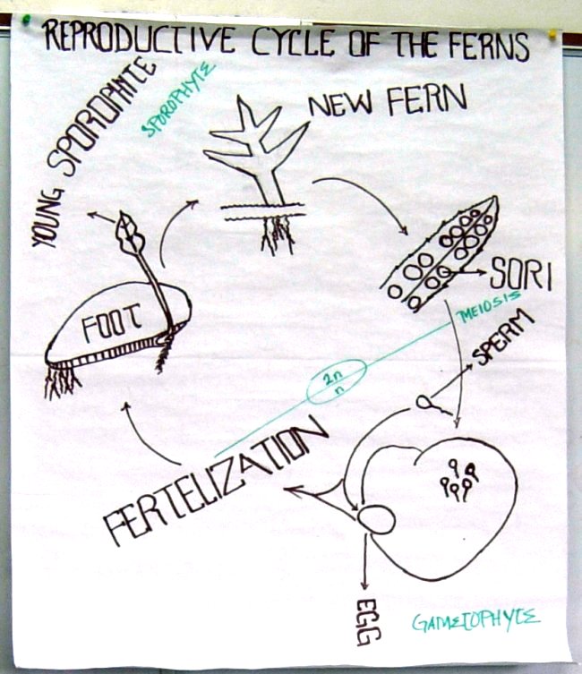 Life cycle of a fern