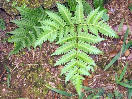 20070215091fern (64K)