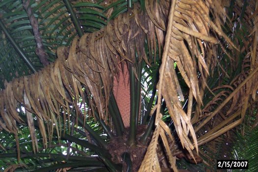 20070215603cycad_cone (63K)