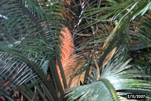 20070215604cycad_cone (60K)